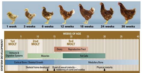 9 week old chickens|chicken growth rate chart.